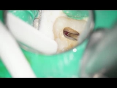 低速RAのBursの炭化タングステンのBursの歯科歯科使用